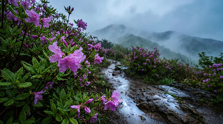 자연요소 식물 꽃 길 컬러 날씨 CG 생태계 철쭉 파일형식 AI콘텐츠 진달래 산길 자연 하늘 흐림 물 초록색 보라색 산 풍경 백그라운드 환경 편집실사 편집이미지 JPG 산철쭉 AI포토