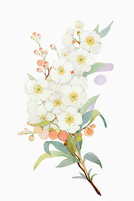 JPG 식물 계절 열매 꽃 백그라운드 잎 일러스트 자연 생명 미술 장식 여름 흰색 화려 그림 원예 작품 뷰티풀 색감 국내일러스트 AI일러스트 AI콘텐츠 컬러 컨셉 문화예술 취미 생태계 파일형식