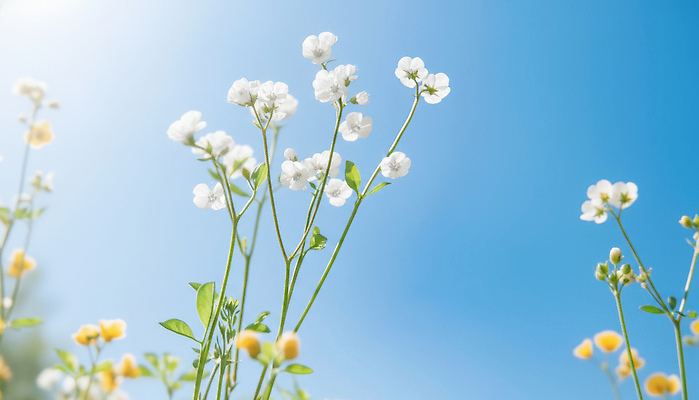 JPG 편집이미지 꽃 줄기 꽃밭 봄꽃 자연 하늘 초원 햇빛 봄 들꽃 성장 편집실사 AI컴퓨터그래픽 AI콘텐츠 식물 계절 태양 CG 생태계 파일형식