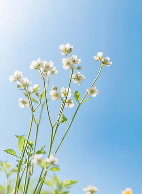 JPG 식물 편집이미지 꽃 줄기 여행 잎 봄꽃 자연 하늘 생명 풍경 정원 봄 광선 편집실사 AI컴퓨터그래픽 AI콘텐츠 계절 CG 생태계 파일형식
