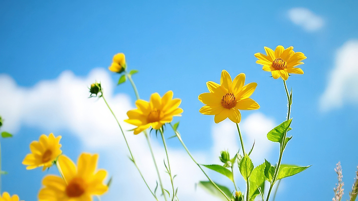 JPG 식물 편집이미지 꽃밭 봄꽃 자연 하늘 여름 파란색 햇빛 태양 환경 뷰티풀 편집실사 AI컴퓨터그래픽 AI콘텐츠 자연요소 계절 꽃 컬러 봄 CG 생태계 파일형식