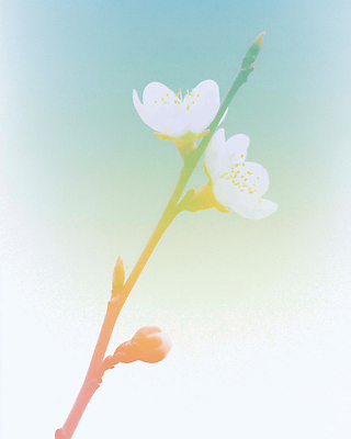 식물 계절 컬러 날씨 생태계 파일형식 AI콘텐츠 꽃 흰색 줄기 봄 자연 성장 백그라운드 흐림 발아 새싹 잎 생명 뷰티풀 조화 일러스트 국내일러스트 JPG AI일러스트