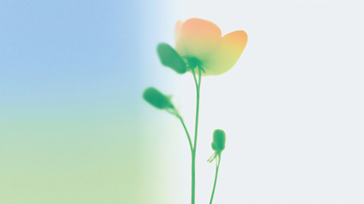 식물 계절 컬러 날씨 생태계 파일형식 AI콘텐츠 꽃 줄기 여름 빛 자연 흐림 백그라운드 촬영 초록색 뷰티풀 생명 성장 단순화된 조화 모양 환경 특징 일러스트 국내일러스트 JPG AI일러스트