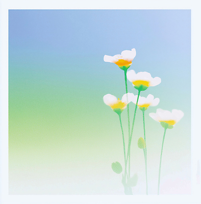 JPG 식물 꽃 화초 줄기 백그라운드 잎 꽃밭 일러스트 자연 하늘 생명 풍경 초록색 여름 일출 정원 일몰 봄 국내일러스트 계절 컬러 노을 생태계 파일형식