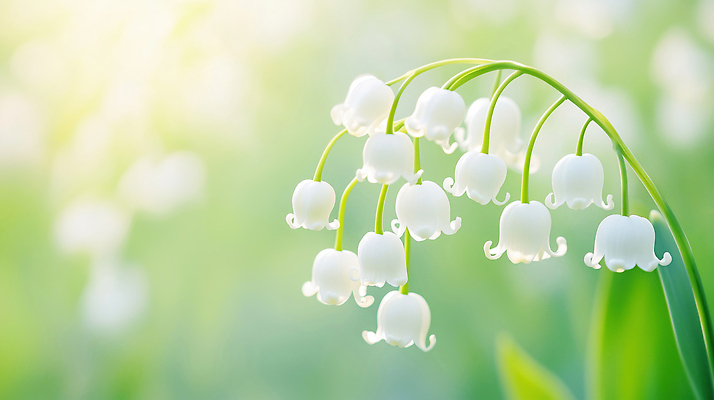 식물 계절 꽃 컬러 표정 태양 CG 생태계 파일형식 AI콘텐츠 은방울꽃 봄 자연 햇빛 초록색 줄기 정원 생명 뷰티풀 미소 꽃잎 편집이미지 편집실사 JPG AI포토