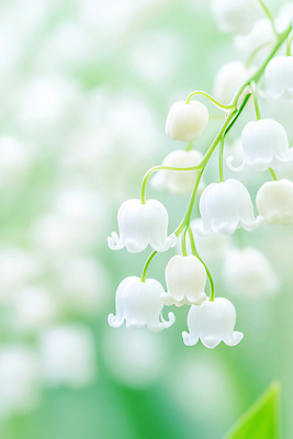 식물 계절 꽃 컬러 농업 취미 CG 생태계 파일형식 AI콘텐츠 꽃잎 초록색 자연 정원 봄 잎 농장 풍경 조화 원예 편집이미지 편집실사 JPG AI포토