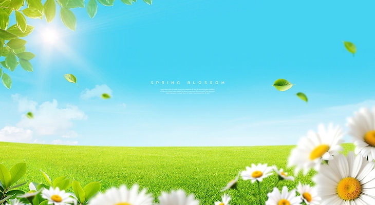 PSD 편집이미지 꽃 잎 자연 하늘 바람 날씨 풍경 잔디 초원 햇빛 봄 데이지 화창 봄배경 이미지편집 자연요소 식물 계절 백그라운드 태양 생태계 파일형식