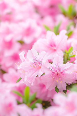 JPG 식물 편집이미지 계절 꽃 화초 분홍색 잎 봄꽃 자연 생명 풍경 정원 봄 진달래 꽃집 뷰티풀 편집실사 AI컴퓨터그래픽 AI콘텐츠 컬러 상점 CG 생태계 파일형식