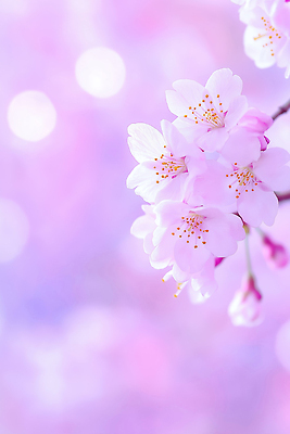 JPG 나무 식물 편집이미지 꽃잎 꽃 분홍색 백그라운드 잎 자연 생명 봄 벚꽃 진달래 뷰티풀 편집실사 AI컴퓨터그래픽 AI콘텐츠 계절 컬러 CG 생태계 파일형식