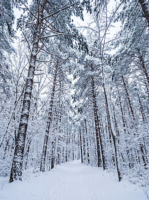 JPG 나무 편집이미지 길 설경 겨울 자연 하늘 풍경 산책 눈 신선 숲 조용 쌓인눈 편집실사 AI포토 AI콘텐츠 자연요소 식물 계절 날씨 휴식 CG 생태계 파일형식