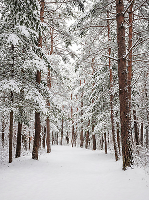 JPG 나무 편집이미지 겨울 자연 눈꽃 풍경 크리스마스트리 걷기 산책 흰색 눈 숲 숲길 쌓인눈 편집실사 AI포토 AI콘텐츠 자연요소 식물 계절 길 컬러 크리스마스 모션 날씨 휴식 눈_날씨 CG 생태계 파일형식