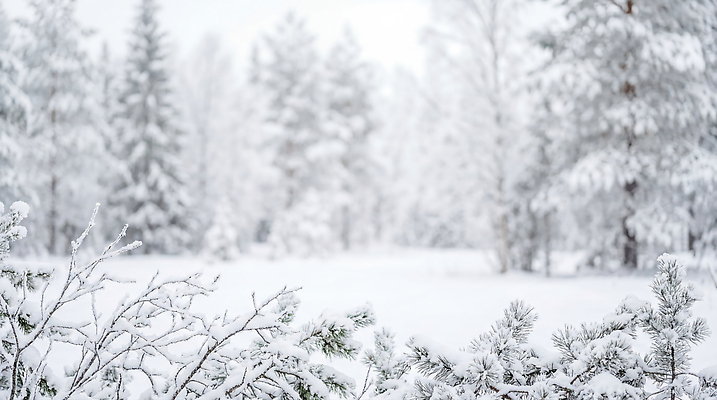 JPG 나무 식물 편집이미지 겨울 자연 풍경 소리 탐험 흰색 눈 숲 방문 쌓인눈 눈내림 편집실사 AI포토 AI콘텐츠 자연요소 계절 컬러 날씨 눈_날씨 CG 생태계 파일형식