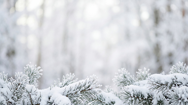 JPG 나무 식물 편집이미지 백그라운드 겨울 자연 나뭇잎 풍경 추위 흰색 눈 차가움 숲 쌓인눈 편집실사 AI포토 AI콘텐츠 자연요소 계절 컬러 잎 날씨 CG 생태계 파일형식