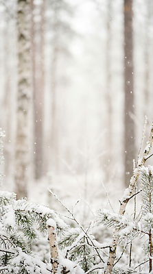 JPG 나무 편집이미지 계절 겨울 자연 날씨 풍경 환경 흰색 눈 눈송이 숲 조용 눈사태 쌓인눈 편집실사 AI포토 AI콘텐츠 자연요소 식물 컬러 눈_날씨 CG 생태계 파일형식