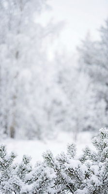 JPG 나무 식물 편집이미지 겨울 자연 하늘 산 거리 풍경 크리스마스트리 환경 눈 차가움 숲 조용 쌓인눈 눈덮임 편집실사 AI포토 AI콘텐츠 자연요소 계절 컨셉 크리스마스 날씨 CG 생태계 파일형식