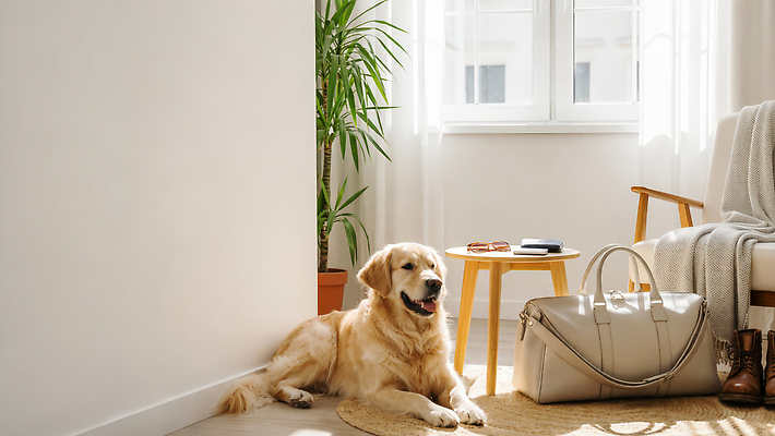 JPG 식물 편집이미지 가구 거실 가방 창문 탁자 바닥 인테리어 소파 햇빛 공간 방 강아지 편안함 미니멀 편집실사 AI포토 AI콘텐츠 디자인 잡화 생활용품 의자 반려동물 태양 감각 개 CG 파일형식