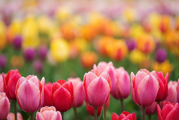 JPG 식물 편집이미지 계절 꽃 분홍색 컬러 꽃밭 자연 사람 풍경 빨간색 노란색 걷기 보라색 봄 튤립 튤립축제 편집실사 AI포토 AI콘텐츠 모션 축제 CG 생태계 꽃축제 파일형식