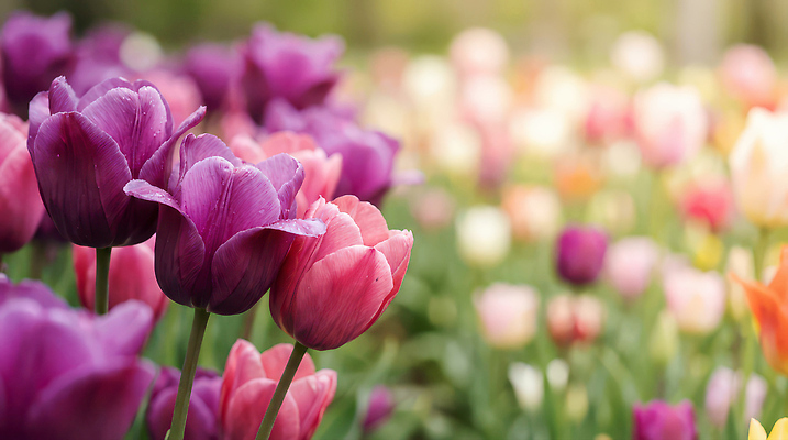 JPG 식물 편집이미지 꽃 화초 컬러 자연 생명 관리 햇빛 정원 봄 튤립 원예 조경 튤립축제 편집실사 AI포토 AI콘텐츠 계절 취미 태양 축제 CG 생태계 꽃축제 파일형식