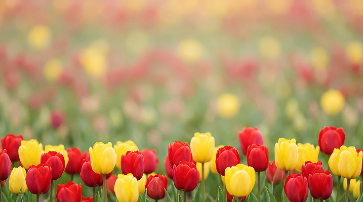 JPG 식물 편집이미지 꽃 컬러 꽃밭 밭 자연 풍경 빨간색 햇빛 농장 노란색 봄 튤립 원예 튤립축제 편집실사 AI포토 AI콘텐츠 계절 농업 취미 태양 축제 CG 생태계 꽃축제 파일형식