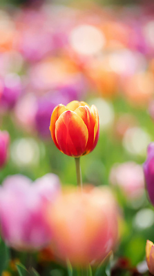 JPG 식물 편집이미지 꽃 컬러 백그라운드 꽃밭 자연 정원 봄 튤립 장면 흐림 뷰티풀 튤립축제 편집실사 AI포토 AI콘텐츠 계절 날씨 축제 CG 생태계 꽃축제 파일형식