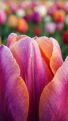 JPG 식물 편집이미지 꽃잎 꽃 컬러 백그라운드 자연 아침 풍경 햇빛 정원 다양 튤립 이슬 튤립축제 편집실사 AI포토 AI콘텐츠 주간 다수 태양 축제 CG 생태계 꽃축제 파일형식