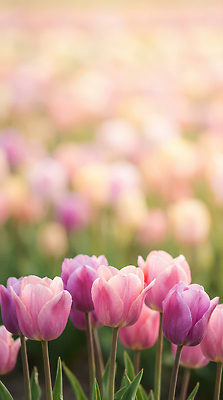 JPG 식물 편집이미지 꽃잎 꽃 컬러 꽃밭 자연 풍경 정원 봄 튤립 남색 뷰티풀 튤립축제 편집실사 AI포토 AI콘텐츠 계절 축제 CG 생태계 꽃축제 파일형식