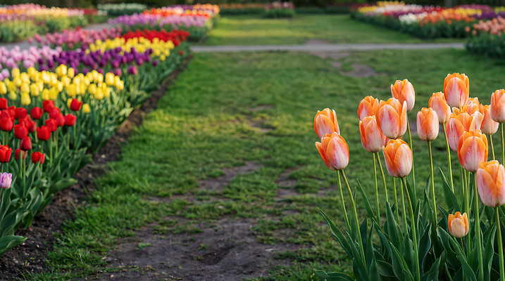 JPG 식물 편집이미지 꽃 컬러 자연 사람 풍경 잔디 걷기 정원 봄 산책 튤립 원예 관람 튤립축제 편집실사 AI포토 AI콘텐츠 계절 모션 휴식 취미 축제 CG 생태계 꽃축제 파일형식