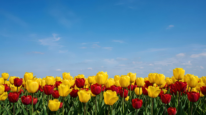 JPG 식물 편집이미지 꽃 컬러 자연 하늘 풍경 빨간색 노란색 정원 맑음 봄 튤립 생동감 튤립축제 편집실사 AI포토 AI콘텐츠 계절 날씨 축제 CG 생태계 꽃축제 파일형식
