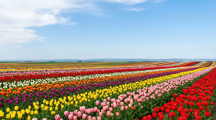 JPG 식물 편집이미지 꽃 컬러 여행 꽃밭 자연 하늘 풍경 빨간색 농장 소풍 노란색 봄 튤립 튤립축제 편집실사 AI포토 AI콘텐츠 계절 농업 야외활동 축제 CG 생태계 꽃축제 파일형식