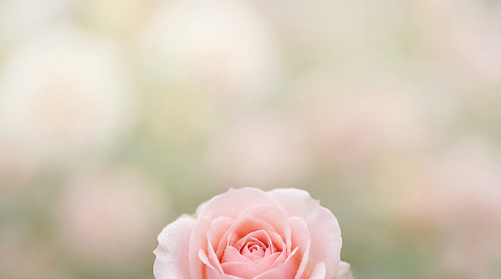 JPG 식물 편집이미지 꽃잎 꽃 화초 분홍색 백그라운드 꽃밭 자연 조명 여름 장미 정원 식물원 부드러움 편집실사 AI포토 AI콘텐츠 계절 컬러 감각 CG 생태계 파일형식