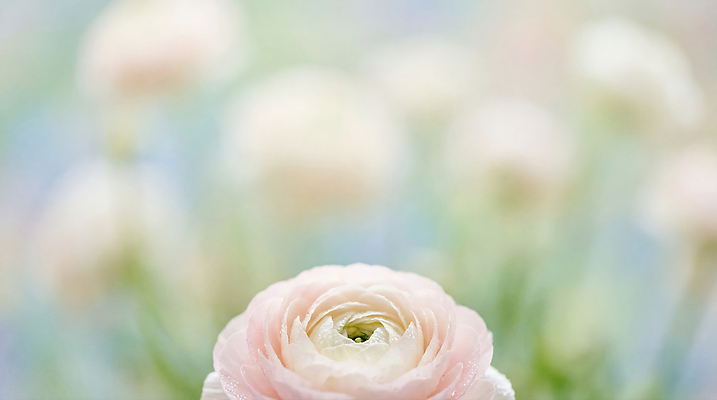 JPG 식물 편집이미지 꽃 줄기 분홍색 컬러 꽃다발 백그라운드 잎 자연 생명 장미 정원 원근감 화사함 흐림 뷰티풀 편집실사 AI포토 AI콘텐츠 뷰포인트 컨셉 날씨 CG 생태계 파일형식