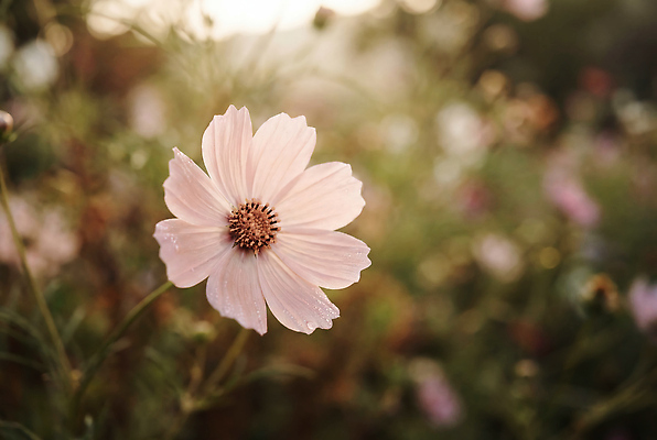 JPG 식물 편집이미지 꽃 분홍색 자연 하늘 생명 풍경 초원 여름 햇빛 정원 봄 코스모스 식물원 조화 편집실사 AI포토 AI콘텐츠 계절 컬러 태양 CG 생태계 파일형식