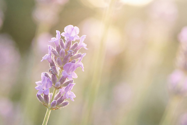 JPG 식물 편집이미지 꽃잎 꽃 화초 자연 생명 여름 반짝임 햇빛 농장 정원 보라색 향기 라벤더 편집실사 AI포토 AI콘텐츠 계절 컬러 농업 모션 태양 허브 CG 생태계 냄새 파일형식