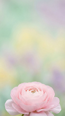 JPG 식물 편집이미지 계절 꽃잎 꽃 분홍색 컬러 백그라운드 자연 생명 연꽃 장미 촉촉함 집중 향기 뷰티풀 편집실사 AI포토 AI콘텐츠 컨셉 젖음 CG 생태계 냄새 파일형식