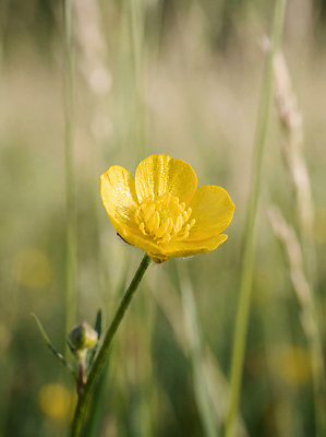 JPG 식물 편집이미지 꽃 자연 바람 논 초원 여름 햇빛 노란색 성장 장면 미나리아재비 편집실사 AI포토 AI콘텐츠 자연요소 계절 컬러 농업 날씨 태양 CG 생태계 파일형식