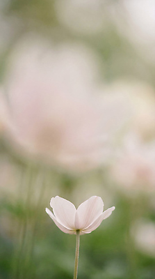 JPG 식물 편집이미지 꽃 백그라운드 꽃밭 자연 잔디 여름 봄 뷰티풀 편집실사 AI포토 AI콘텐츠 계절 CG 생태계 파일형식