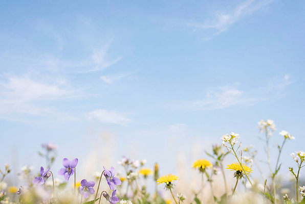JPG 식물 편집이미지 꽃 자연 하늘 생명 풍경 초원 노란색 보라색 봄 흰색 평야 편집실사 AI포토 AI콘텐츠 계절 컬러 CG 생태계 파일형식