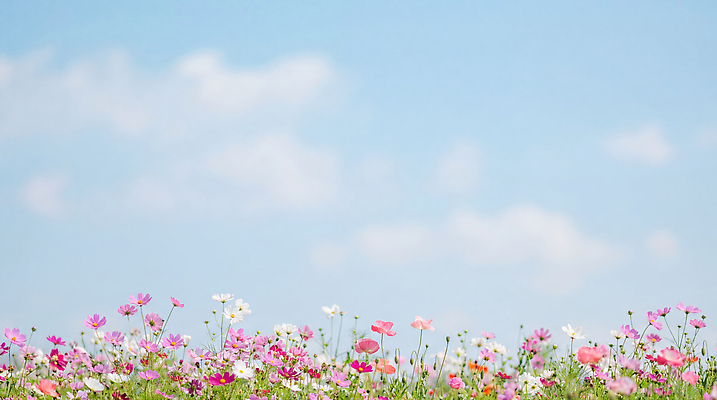 JPG 식물 편집이미지 계절 꽃 줄기 컬러 꽃밭 자연 하늘 생명 풍경 햇빛 편집실사 AI포토 AI콘텐츠 빛 CG 생태계 파일형식