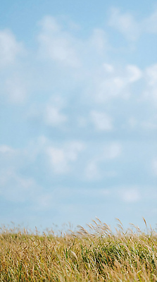 JPG 편집이미지 계절 하늘색 농업 자연 하늘 바람 풍경 초원 파란색 성장 편집실사 AI포토 AI콘텐츠 자연요소 산업 컬러 날씨 CG 생태계 파일형식