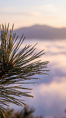 JPG 나무 식물 구름 편집이미지 자연 하늘 아침 산 풍경 환경 물방울 소나무 숲 수분_꽃가루 편집실사 AI포토 AI콘텐츠 주간 자연요소 CG 생태계 파일형식