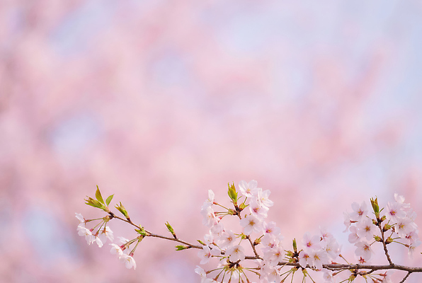 JPG 나무 식물 편집이미지 계절 꽃 분홍색 잎 봄꽃 자연 생명 풍경 봄 벚꽃 화사함 뷰티풀 편집실사 AI포토 AI콘텐츠 컬러 컨셉 CG 생태계 파일형식