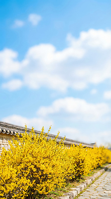 JPG 편집이미지 전통 계절 꽃 벽 봄꽃 자연 하늘 사람 풍경 건물 파란색 노란색 감상 개나리 뷰티풀 편집실사 AI포토 AI콘텐츠 식물 건축물 컬러 봄 CG 생태계 파일형식