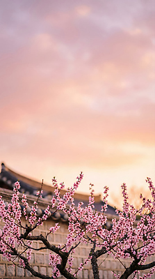 JPG 나무 편집이미지 꽃잎 꽃 컬러 잎 봄꽃 자연 하늘 한국 풍경 봄 벚꽃 저녁 흔들림 조화 편집실사 AI포토 AI콘텐츠 식물 계절 아시아 모션 야간 CG 생태계 파일형식