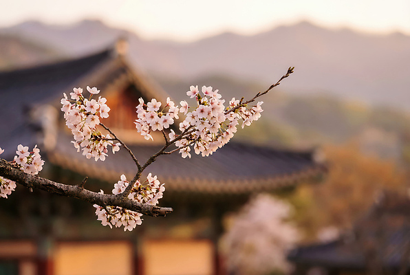 JPG 편집이미지 문화 고건축 봄꽃 자연 산 한국 풍경 관광지 햇빛 정원 봄 벚꽃 나뭇가지 역사 구경 뷰티풀 편집실사 AI포토 AI콘텐츠 나무 건축물 계절 꽃 아시아 여행 태양 CG 생태계 파일형식