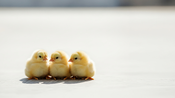JPG 동물 편집이미지 시선 자연 조류 바닥 털 서양음식 병아리 노란색 귀여움 모임 주위 조용 존재 편집실사 AI포토 AI콘텐츠 음식 컬러 컨셉 CG 생태계 파일형식