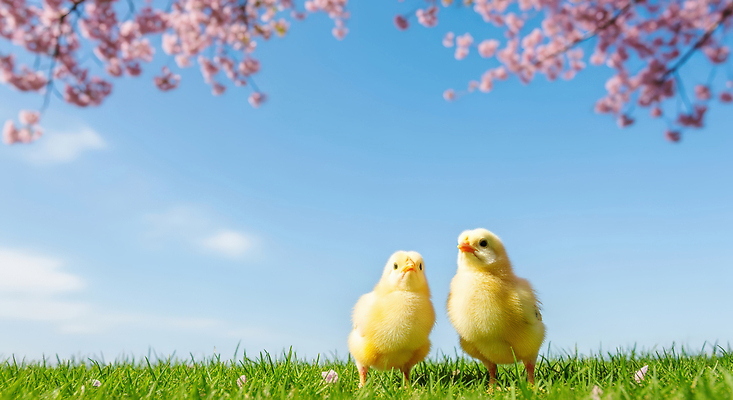 JPG 나무 식물 동물 편집이미지 꽃 자연 하늘 생명 병아리 초원 걷기 귀여움 봄 벚꽃 장면 주말 편집실사 AI포토 AI콘텐츠 계절 컨셉 모션 조류 CG 생태계 파일형식