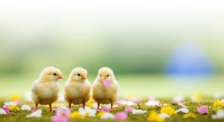 JPG 편집이미지 꽃잎 백그라운드 자연 놀이 생명 병아리 세마리 햇빛 귀여움 시간 즐거움 편집실사 AI포토 AI콘텐츠 꽃 감정 컨셉 조류 3 태양 CG 생태계 파일형식