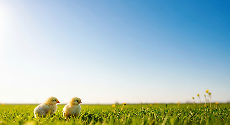 JPG 동물 편집이미지 꽃 자연 조류 병아리 초원 초록색 여름 햇빛 농장 걷기 귀여움 맑음 부화 편집실사 AI포토 AI콘텐츠 식물 계절 컬러 컨셉 농업 모션 날씨 태양 CG 생태계 파일형식