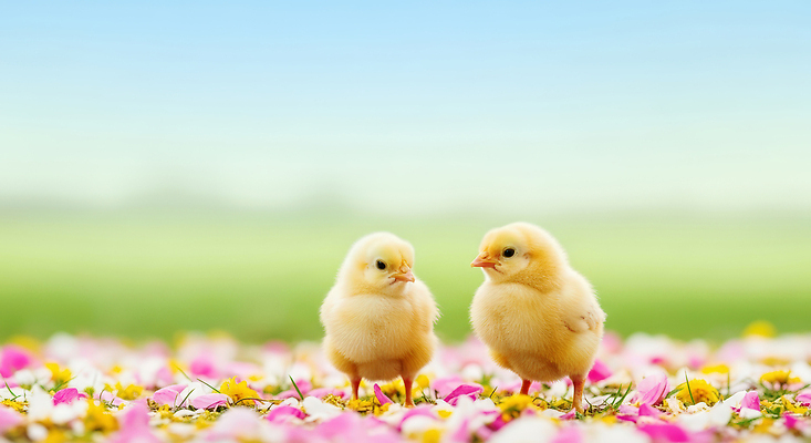 JPG 동물 편집이미지 꽃잎 꽃 어린이 자연 조류 생명 병아리 잔디 친구 쌍 암컷 수컷 편집실사 AI포토 AI콘텐츠 식물 관계 사람 CG 생태계 파일형식