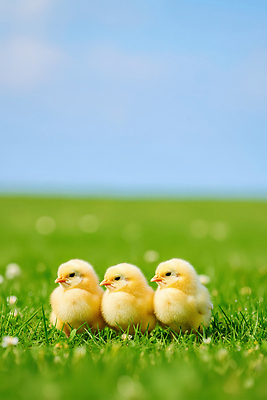 JPG 동물 편집이미지 새끼 컬러 자연 하늘 생명 병아리 초원 초록색 농장 귀여움 자유 편집실사 AI포토 AI콘텐츠 컨셉 농업 조류 CG 생태계 파일형식